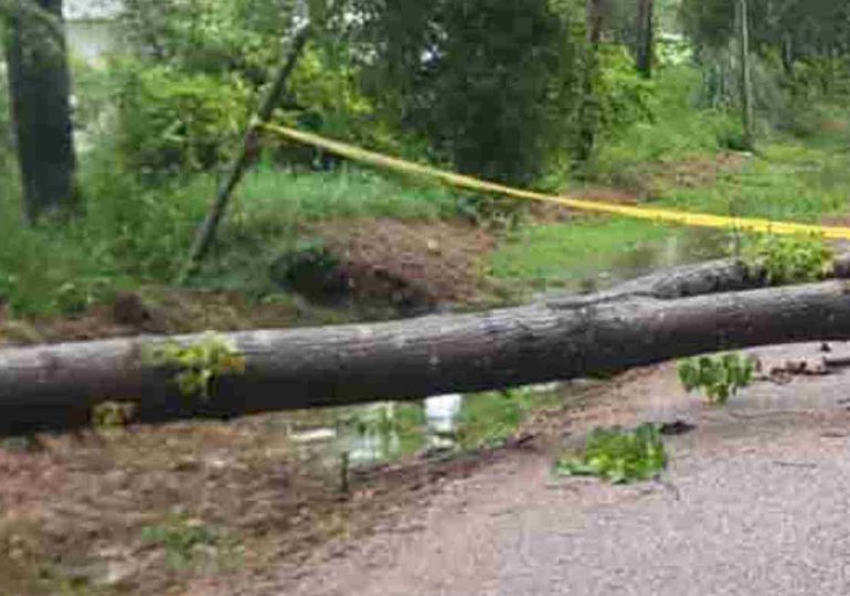 Vientos provocaron caída de árboles y cortes de energía en distintos puntos del departamento
