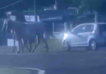 Caballos sueltos en Ruta 9 generaron riesgo de accidentes