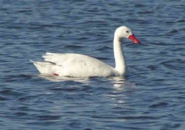 Confirman Influenza Aviar en cisne hallado en Laguna Garzón