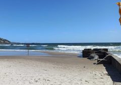 Elefante marino apareció en la playa de Piriápolis y recomiendan no acercarse