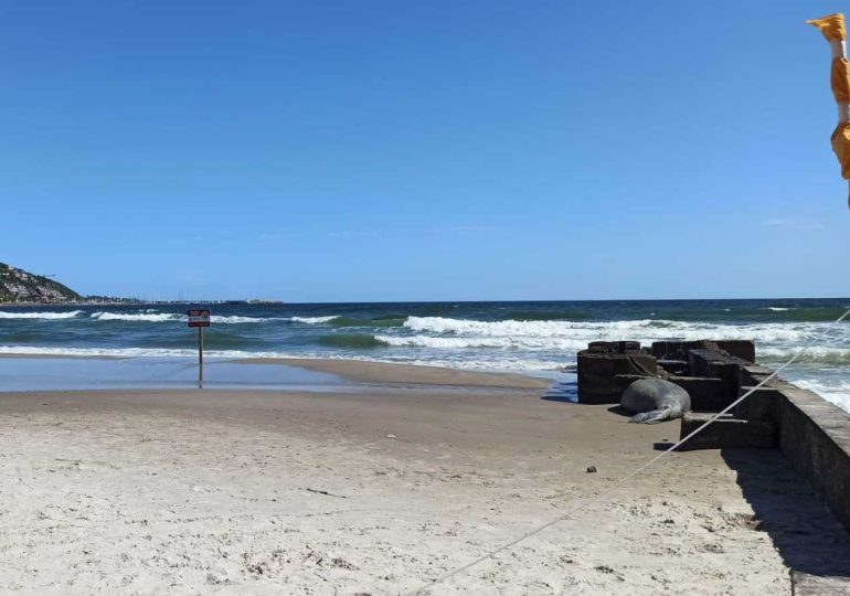 Elefante marino apareció en la playa de Piriápolis y recomiendan no acercarse