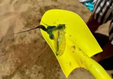 IDM exhorta bañarse con precaución ante aparición de Fragata Portuguesa en playa Mansa