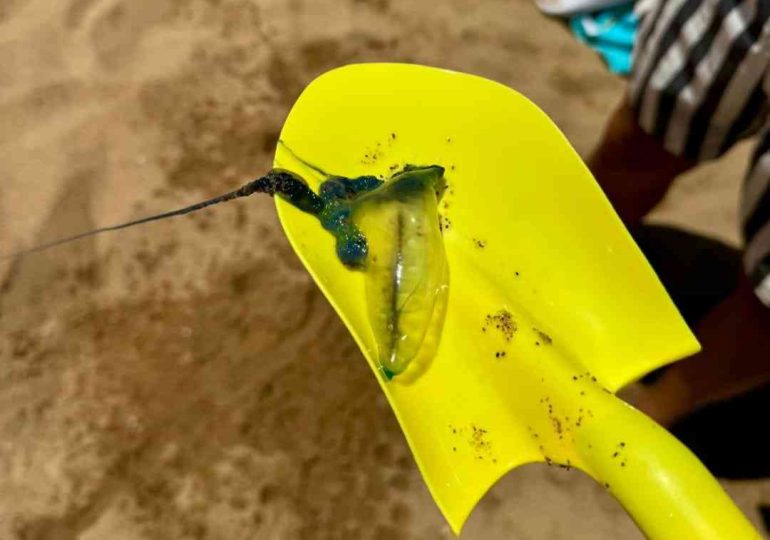 IDM exhorta bañarse con precaución ante aparición de Fragata Portuguesa en playa Mansa