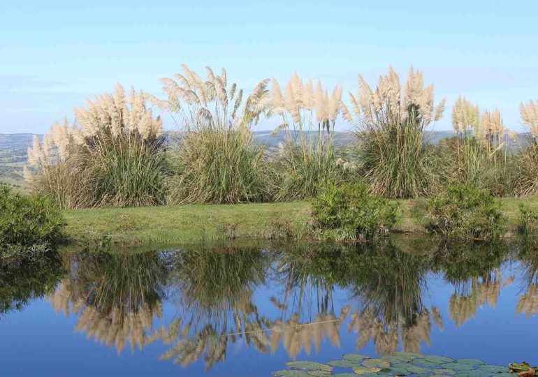 Maldonado activa Plan de Emergencia para apoyar al sector agropecuario