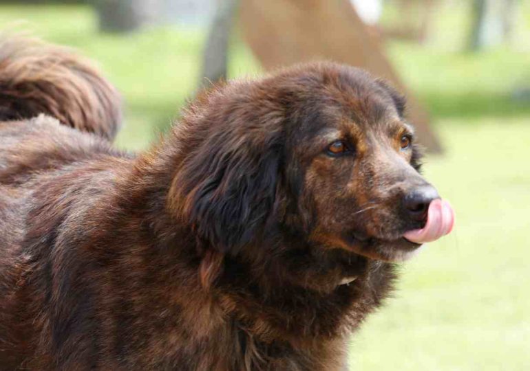 Bienestar animal: este viernes 6 de febrero habrá guardia de castraciones caninas