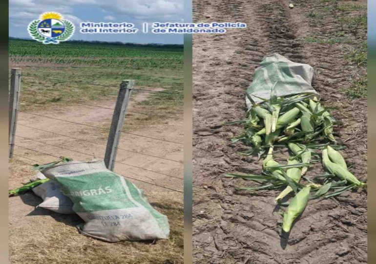 Detienen a hombre con antecedentes por hurto reiterado en establecimiento rural de San Carlos