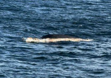 Ballena muerta en alta mar genera inquietud y reaviva críticas a la prospección sísmica
