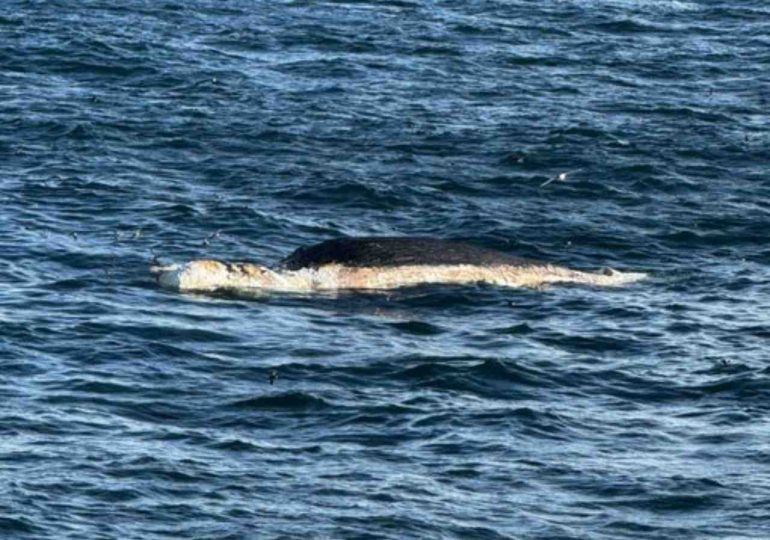 Ballena muerta en alta mar genera inquietud y reaviva críticas a la prospección sísmica