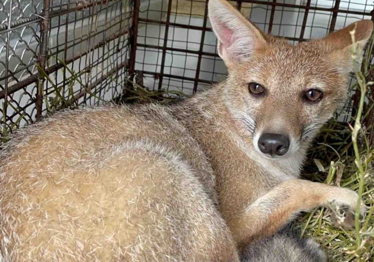 ECFA liberó a zorra gris rescatada meses atrás