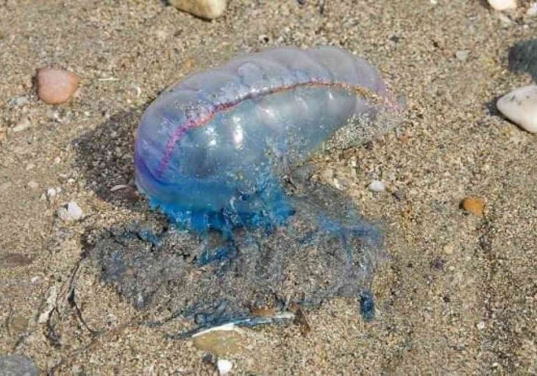 IDM alerta por presencia de fragata portuguesa en Piriápolis y Playa Mansa