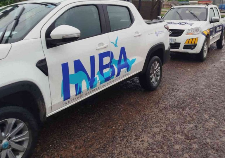 Bienestar animal: canales para denunciar casos de maltrato o animales sueltos