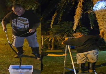 Registran comportamiento inédito de una yara en el Castillo de Piria