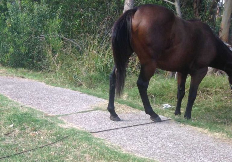 Motociclista lesionado tras chocar con caballo suelto en Piriápolis