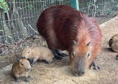 Nacieron seis carpinchos en la Estación de Cría de Flora y Fauna “Uruguay Tabaré González Sierra”