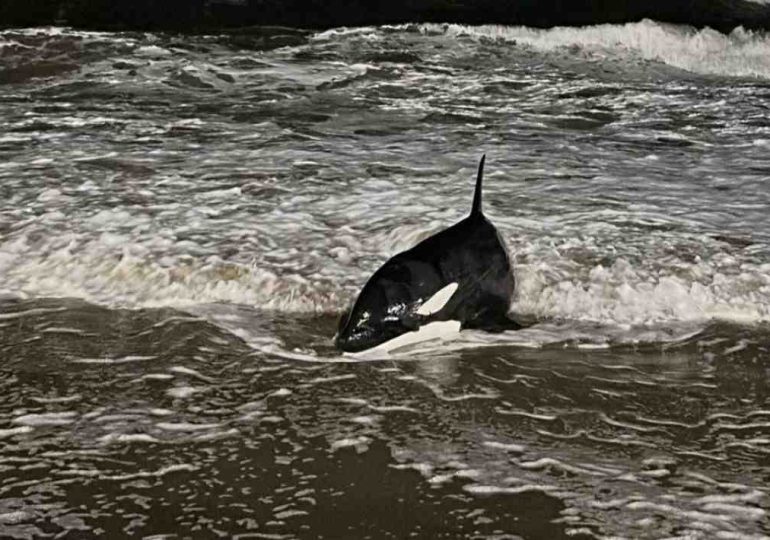 Apareció una cría de orca en la orilla de Playa Mansa
