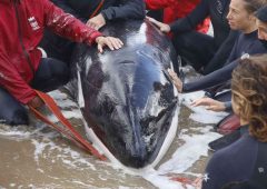 Retiran y aplican eutanasia a orca varada en Playa Mansa en Punta del Este