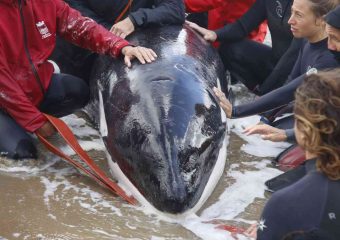 Retiran y aplican eutanasia a orca varada en Playa Mansa en Punta del Este