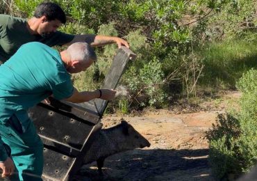 Comenzó el traslado de animales del Parque Medina hacia nuevas instalaciones