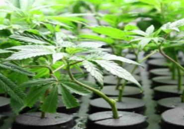 Robó plantas de cannabis en Aiguá y fue condenado a 12 meses de prisión