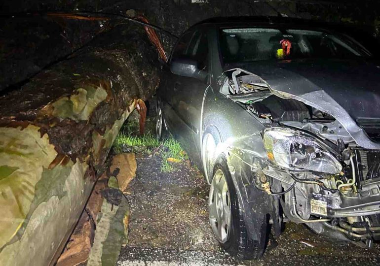Hombre murió en siniestro tras chocar contra un árbol caído en Maldonado