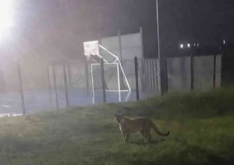 Buscan a un puma avistado en Canelones y piden precaución a vecinos