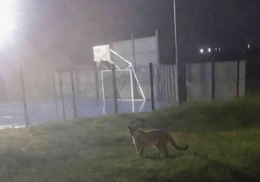 Buscan a un puma avistado en Canelones y piden precaución a vecinos