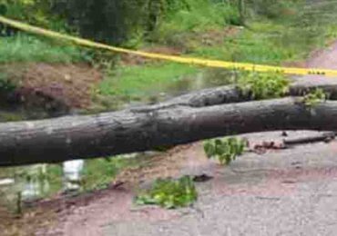 Temporal en Piriápolis dejó caída de árboles y daños menores