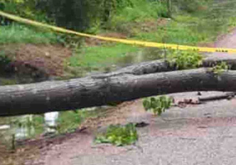 Temporal en Piriápolis dejó caída de árboles y daños menores
