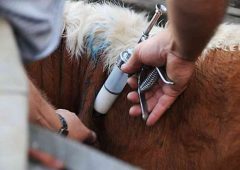 Convocan a vacunación obligatoria contra la fiebre aftosa en Maldonado