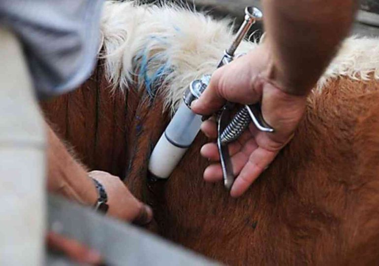 Convocan a vacunación obligatoria contra la fiebre aftosa en Maldonado
