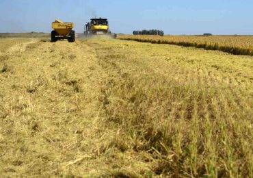 Uruguay completó 63% de cuota de arroz con la UE