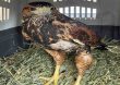 ECFA liberó un ejemplar de gavilán mixto