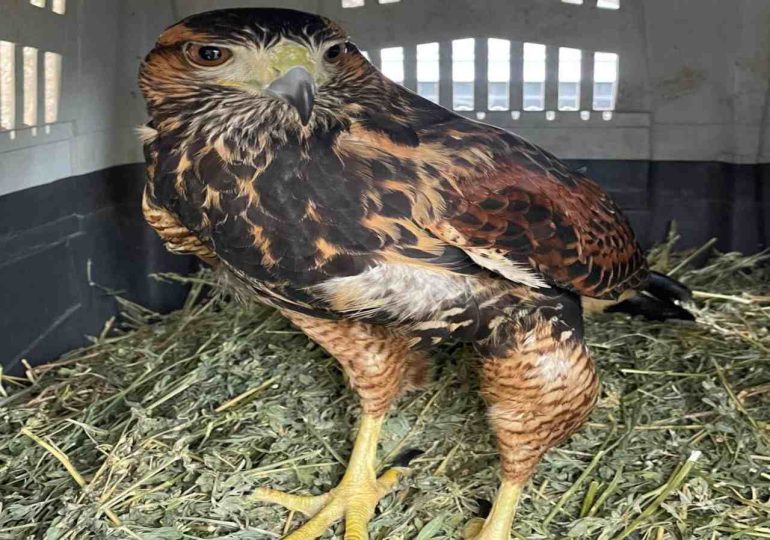 ECFA liberó un ejemplar de gavilán mixto