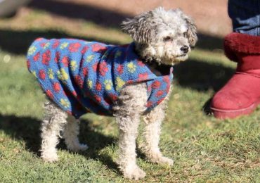 Bienestar animal: este viernes 15 de mayo habrá guardia de castraciones caninas