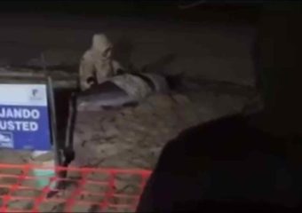Dos delfines vararon en la bahía de Colonia y murieron pese a los esfuerzos por rescatarlos