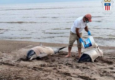 Uno de los delfines varados en San Luis fue rescatado y otro falleció