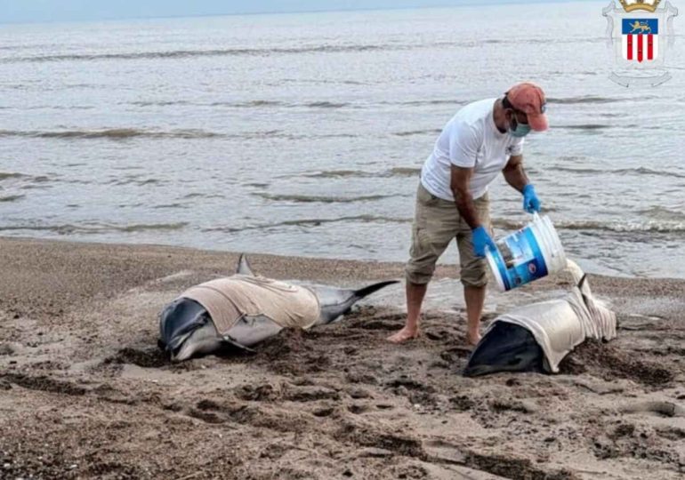 Uno de los delfines varados en San Luis fue rescatado y otro falleció