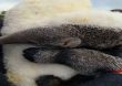 La historia de la cría de oso hormiguero que se recupera abrazada a un peluche