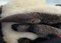 La historia de la cría de oso hormiguero que se recupera abrazada a un peluche