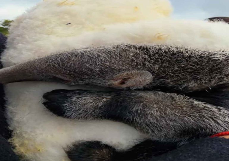 La historia de la cría de oso hormiguero que se recupera abrazada a un peluche