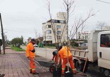 Reponen 30 espumillas en distintos puntos de Piriápolis para fortalecer el arbolado urbano