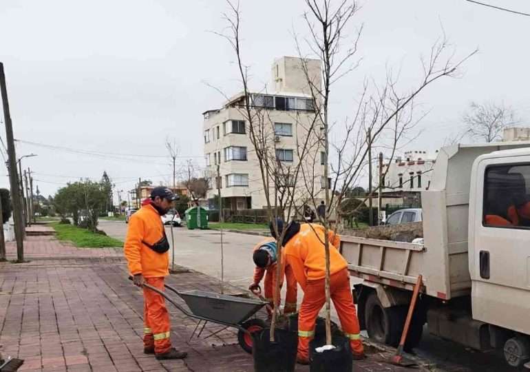 Reponen 30 espumillas en distintos puntos de Piriápolis para fortalecer el arbolado urbano