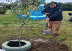 Rotary Club Piriápolis plantó un olivo en el Día del Rotary en Uruguay