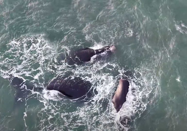 Avistaron siete ballenas francas frente a Punta Salinas