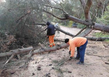 Zona Oeste: caída de árboles y cortes preventivos en distintos puntos