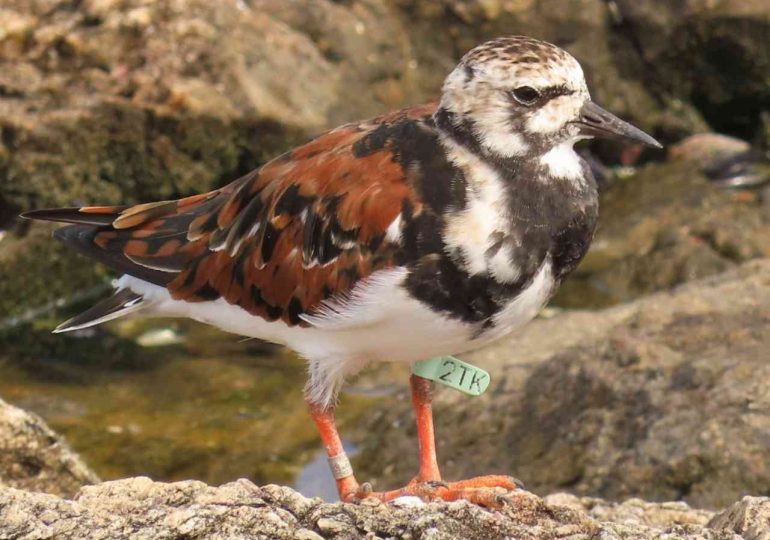 Vuelvepiedras 2TK: el ave que regresa cada año a Punta del Este