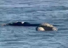 Ballenas francas regalaron una postal inolvidable frente a Playa Mansa