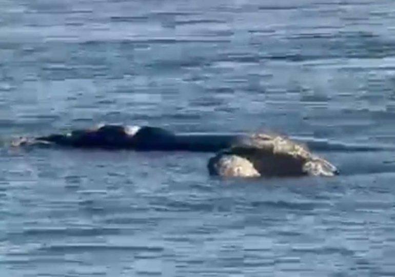 Ballenas francas regalaron una postal inolvidable frente a Playa Mansa