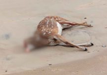 Encontraron muerto un ciervo axis en la playa de Piriápolis y horas después le robaron la cabeza
