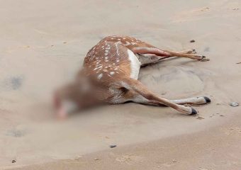Encontraron muerto un ciervo axis en la playa de Piriápolis y horas después le robaron la cabeza